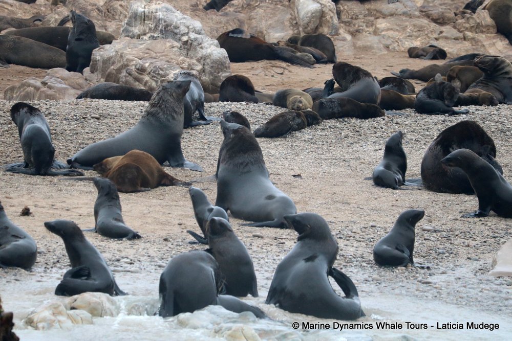 cape fur seal, whale watching, gansbaai, south africa