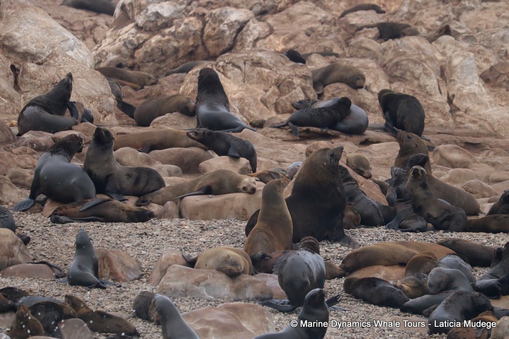 cape fur seal, whale watching, gansbaai, south africa