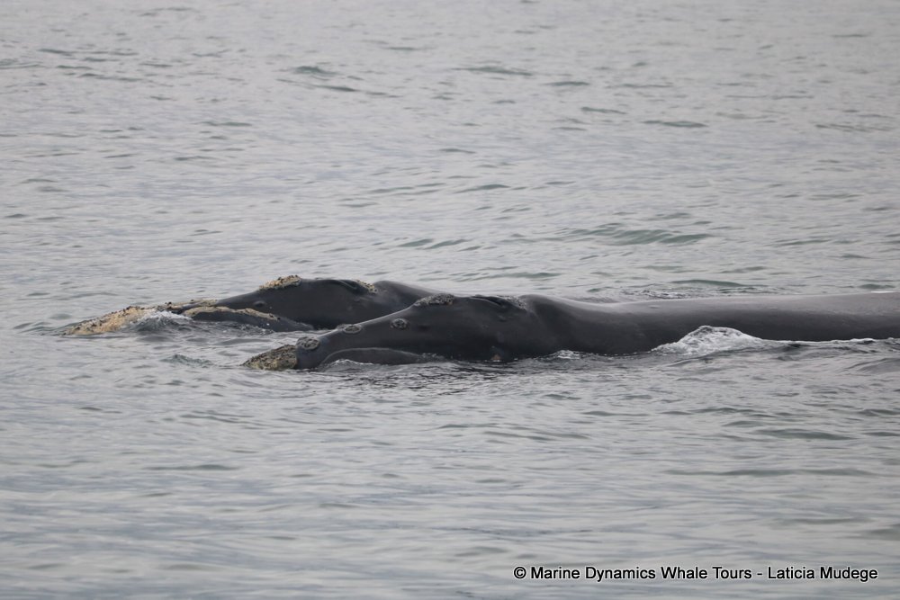 Southern right whale, whale watching, gansbaai, south africa,
