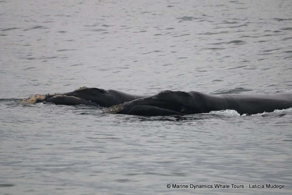 Southern right whale, whale watching, gansbaai, south africa,