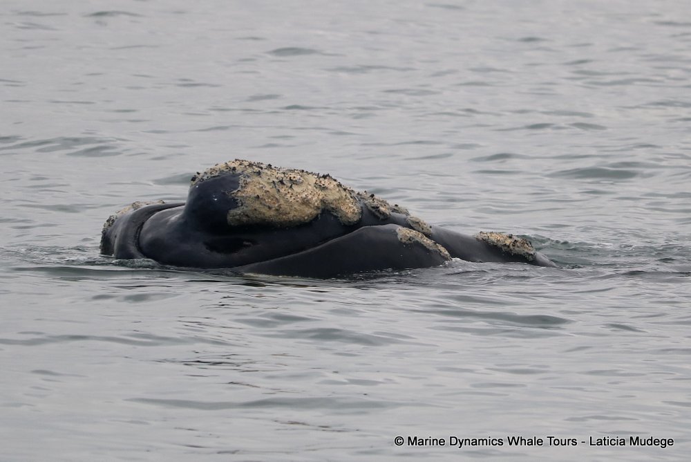 Southern right whale, whale watching, gansbaai, south africa,