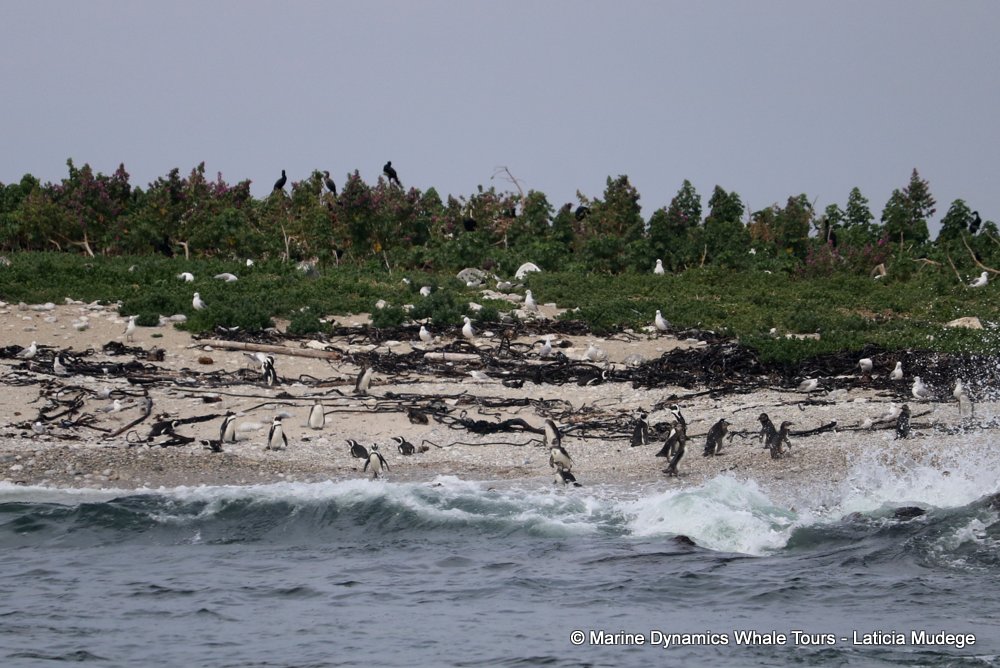 african penguin, whale watching, gansbaai, south africa