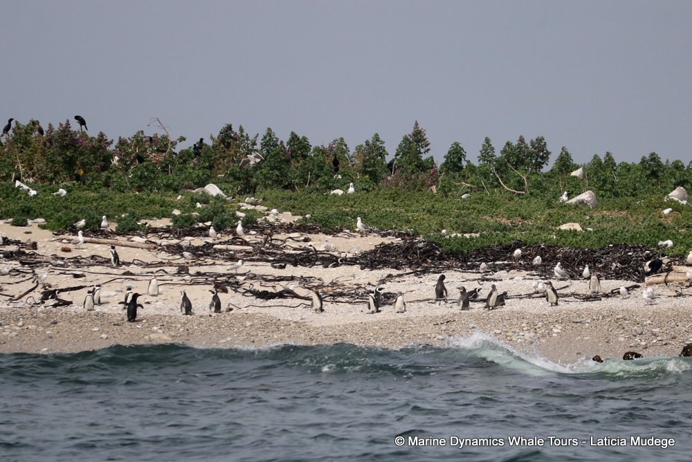 african penguin, whale watching, gansbaai, south africa