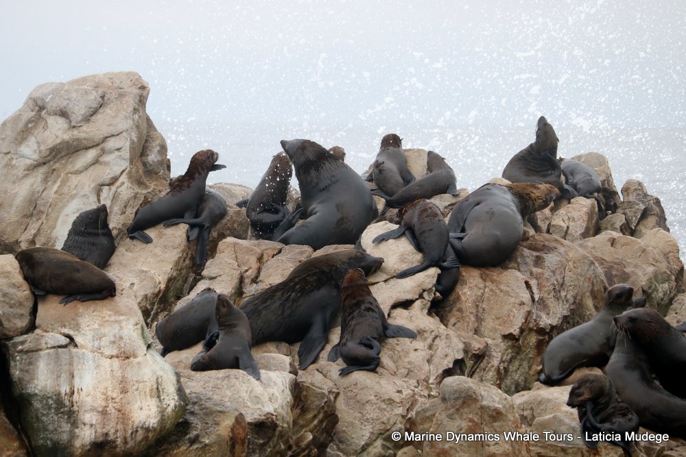 cape fur seal, whale watching, gansbaai, south africa
