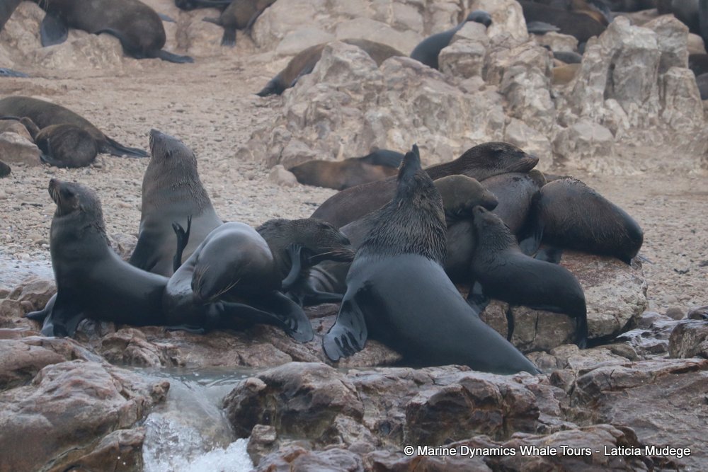 cape fur seal, whale watching, gansbaai, south africa