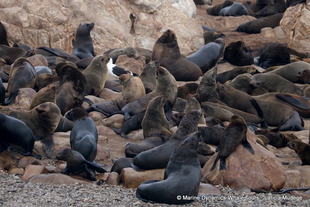 cape fur seal, whale watching, gansbaai, south africa