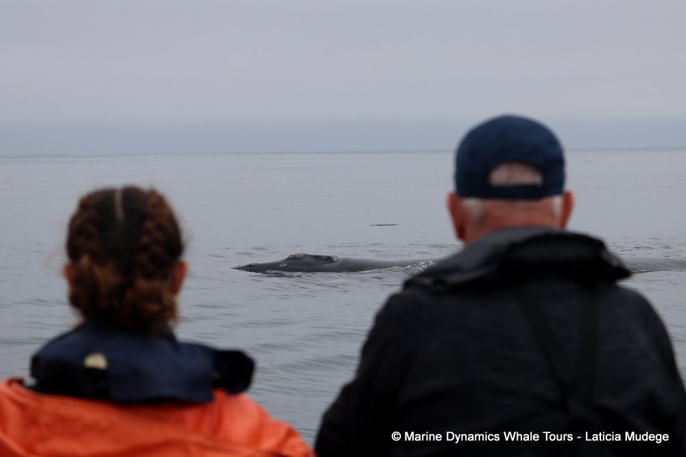 people, whale watching, gansbaai, south africa