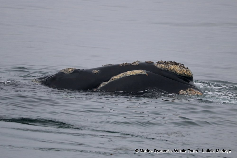 Southern right whale, whale watching, gansbaai, south africa,