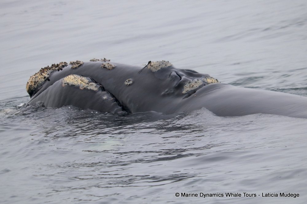 Southern right whale, whale watching, gansbaai, south africa,