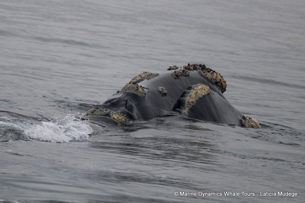 Southern right whale, whale watching, gansbaai, south africa,