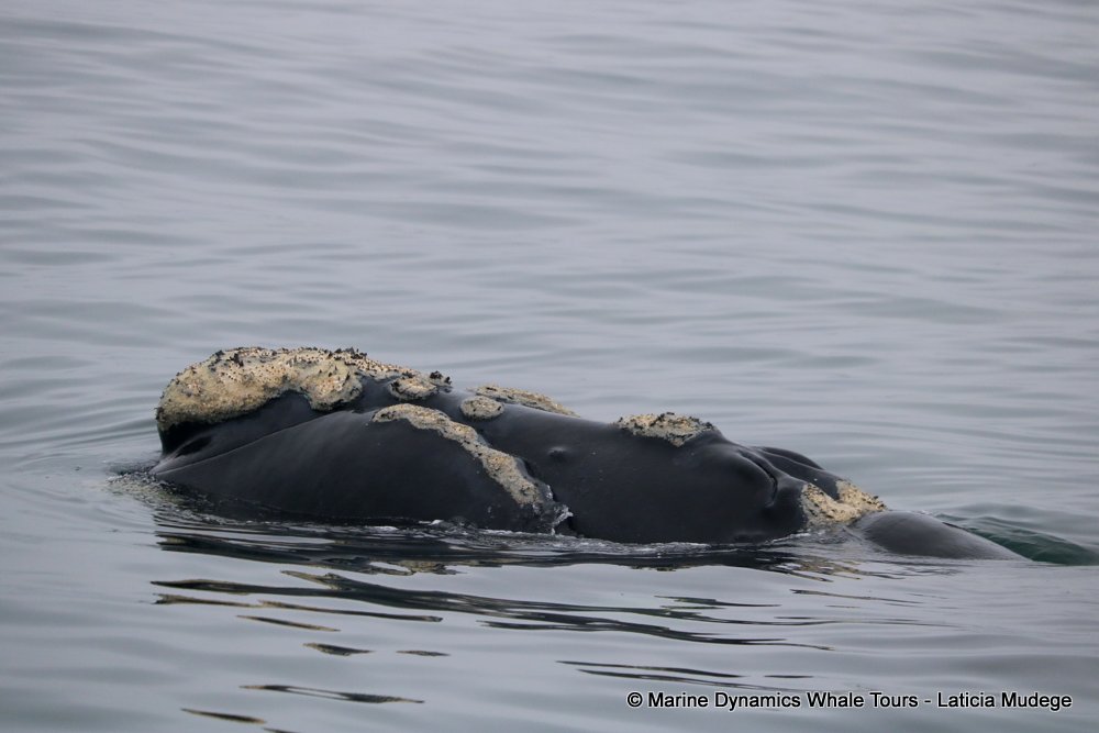 Southern right whale, whale watching, gansbaai, south africa,