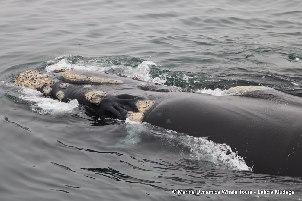 Southern right whale, whale watching, gansbaai, south africa,