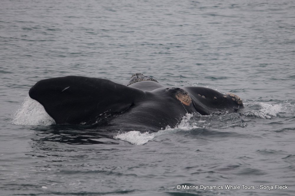 Southern right whale, whale watching, gansbaai, south africa,