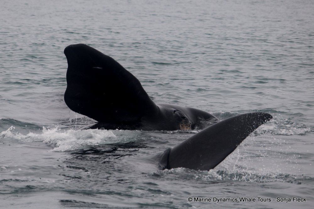 Southern right whale, whale watching, gansbaai, south africa,