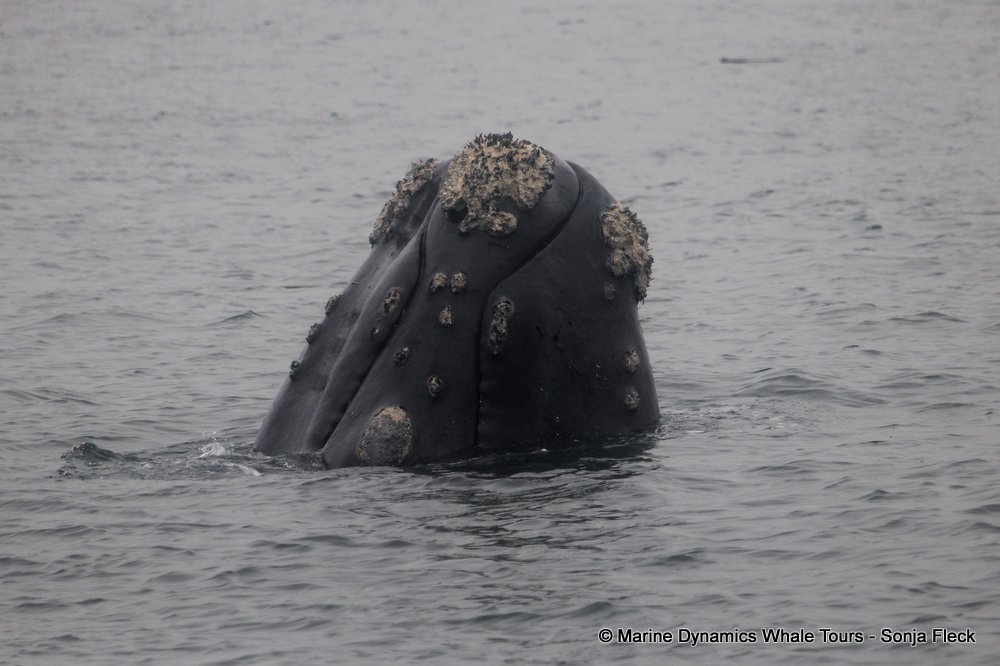 Southern right whale, whale watching, gansbaai, south africa,