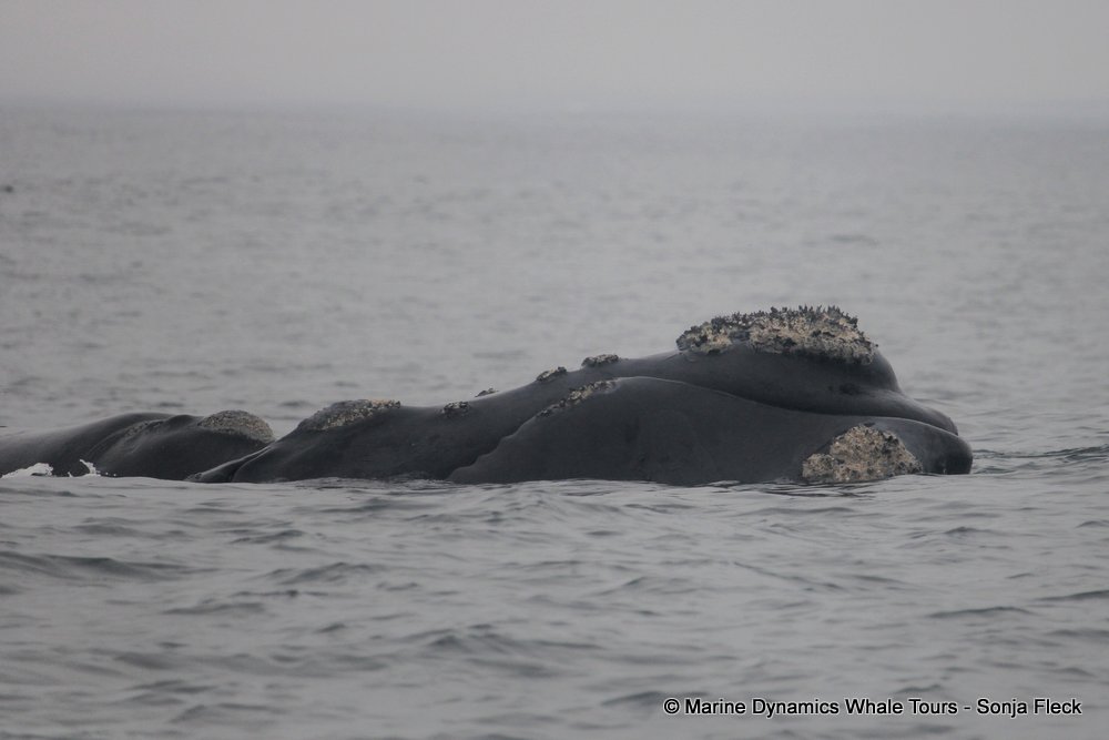 Southern right whale, whale watching, gansbaai, south africa,