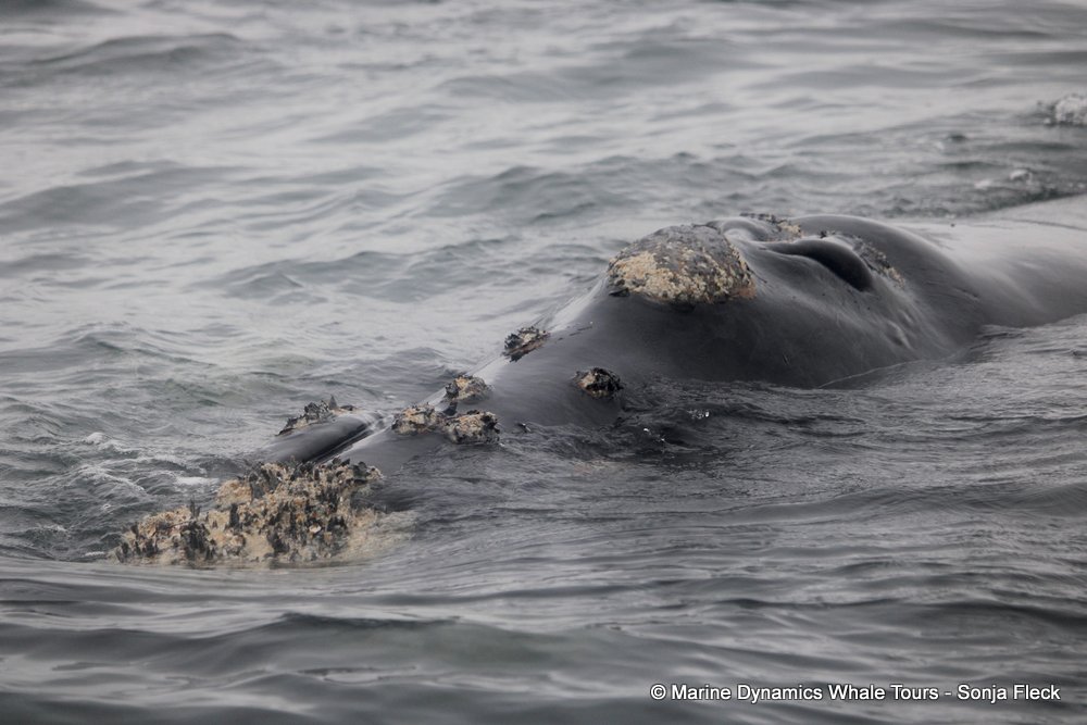 Southern right whale, whale watching, gansbaai, south africa,
