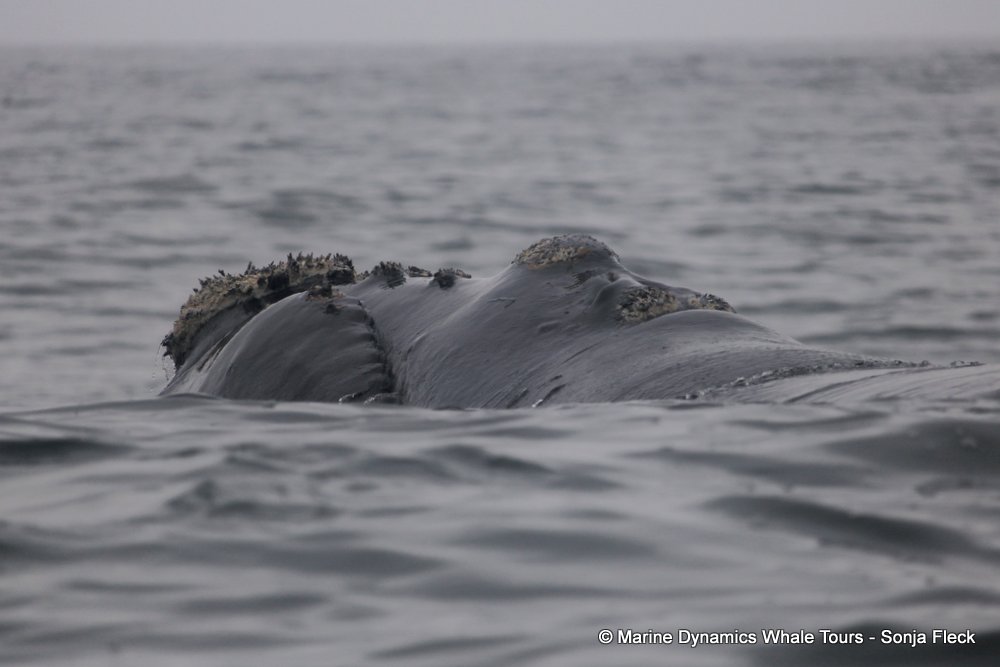 Southern right whale, whale watching, gansbaai, south africa,