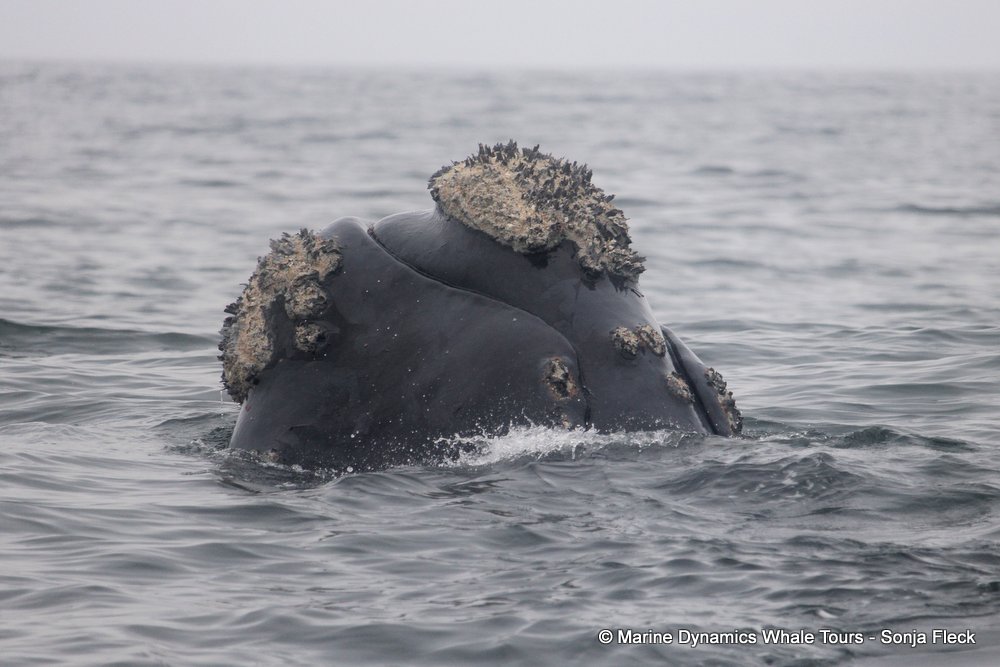 Southern right whale, whale watching, gansbaai, south africa,