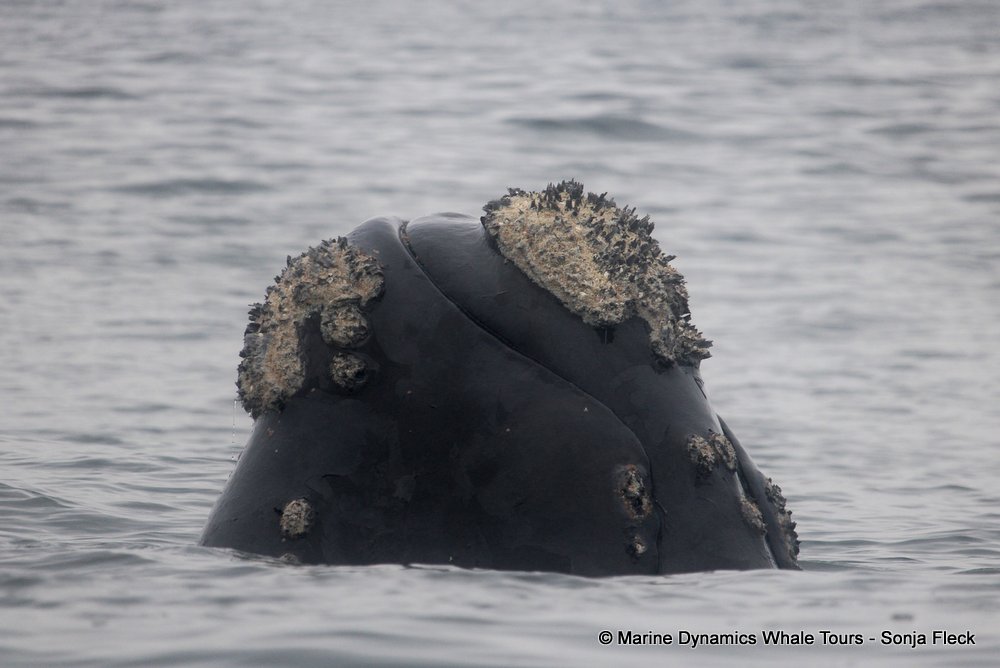 Marine Big 5 Daily Blog 26 September