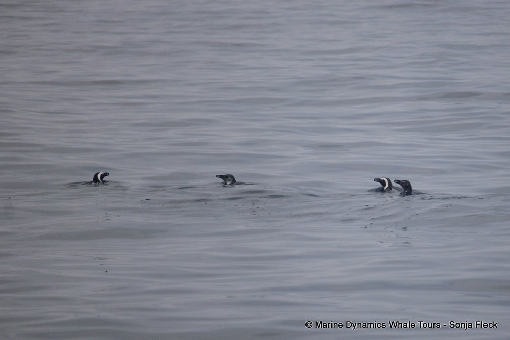 african penguin, whale watching, gansbaai, south africa