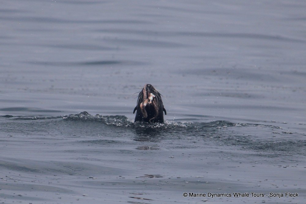 cape fur seal, whale watching, gansbaai, south africa
