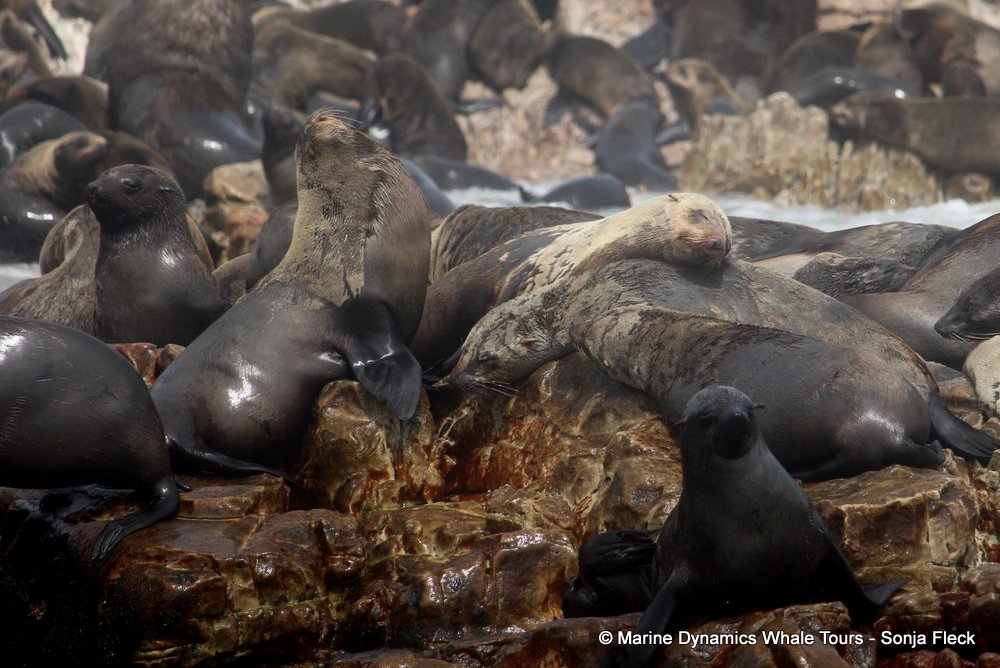 cape fur seal, whale watching, gansbaai, south africa