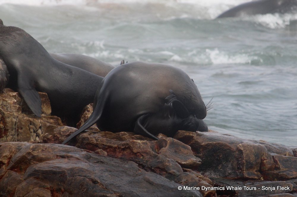 cape fur seal, whale watching, gansbaai, south africa