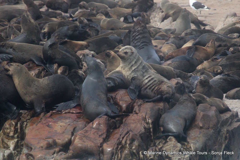 cape fur seal, whale watching, gansbaai, south africa