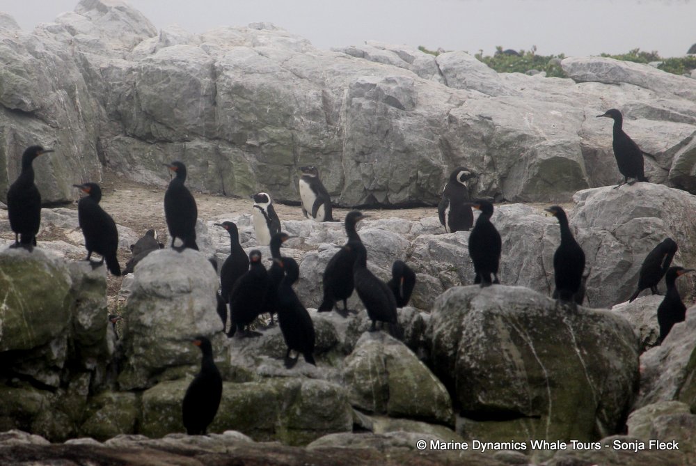 african penguin, whale watching, gansbaai, south africa