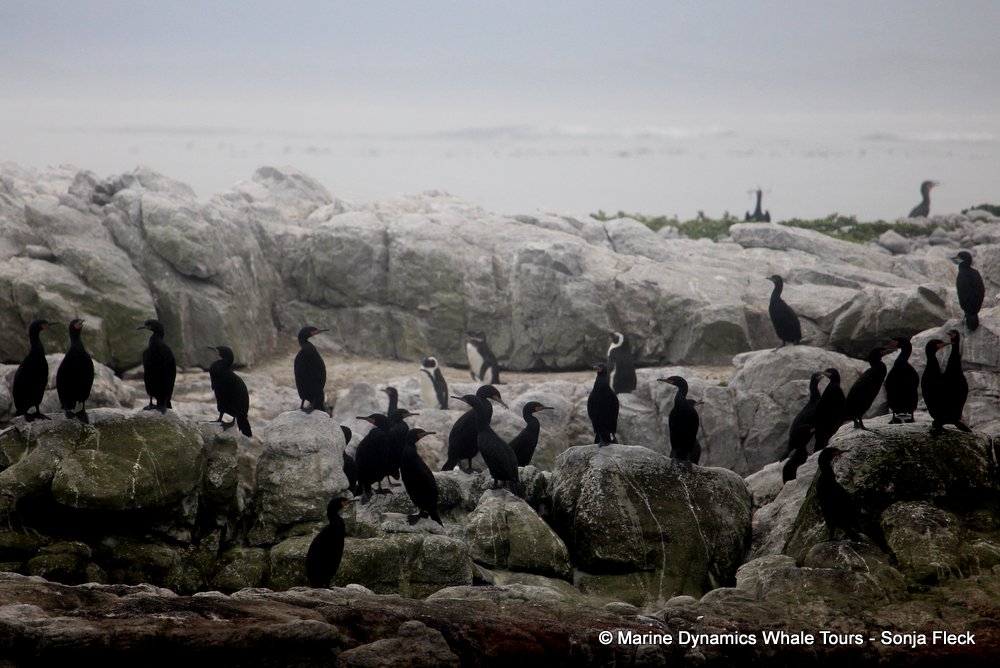 african penguin, whale watching, gansbaai, south africa