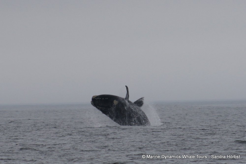 Southern right whale, whale watching, gansbaai, south africa,