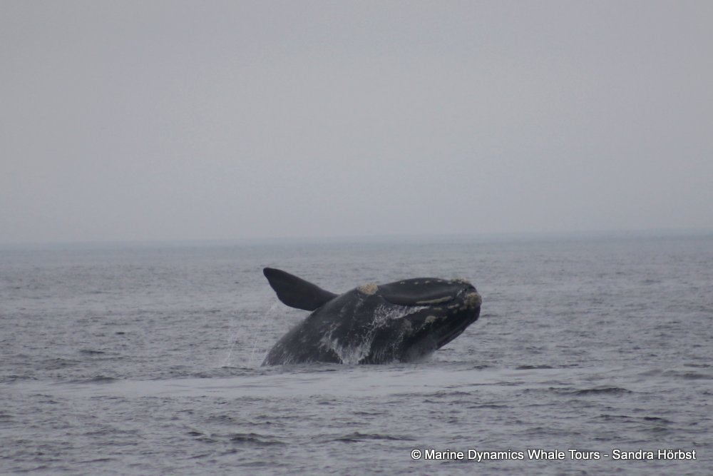 Southern right whale, whale watching, gansbaai, south africa,