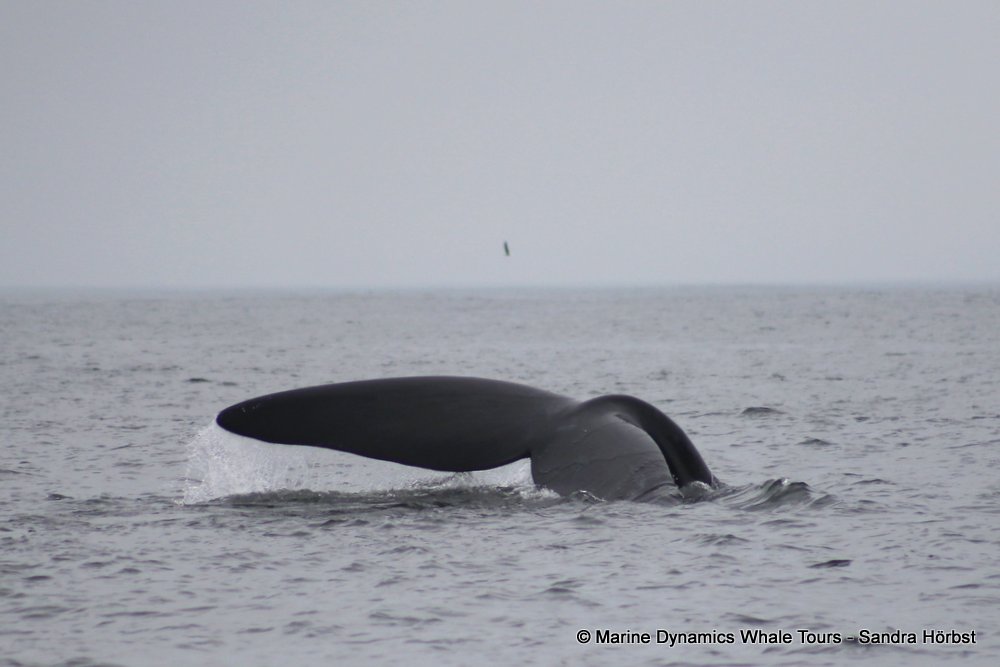 Southern right whale, whale watching, gansbaai, south africa,
