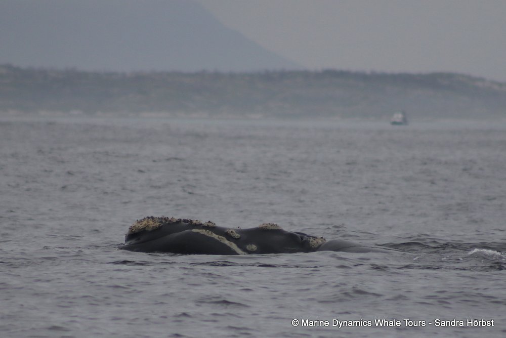 Southern right whale, whale watching, gansbaai, south africa,