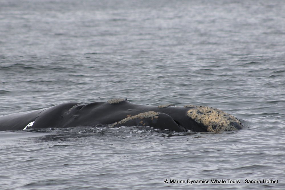 Southern right whale, whale watching, gansbaai, south africa,