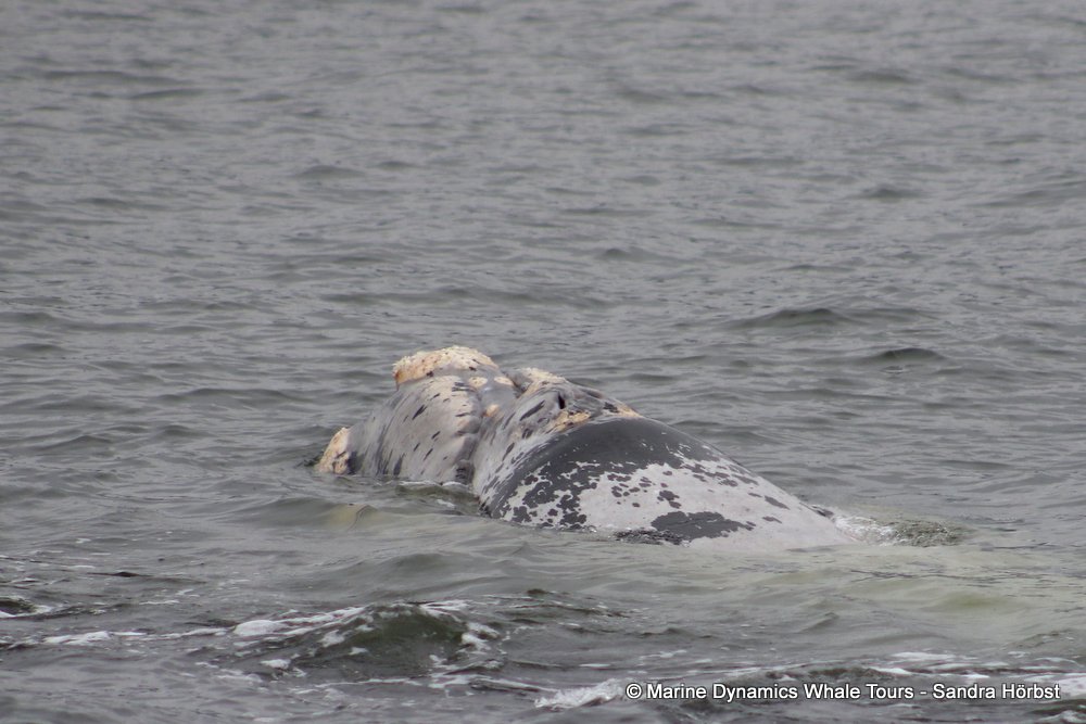 Southern right whale, whale watching, gansbaai, south africa,