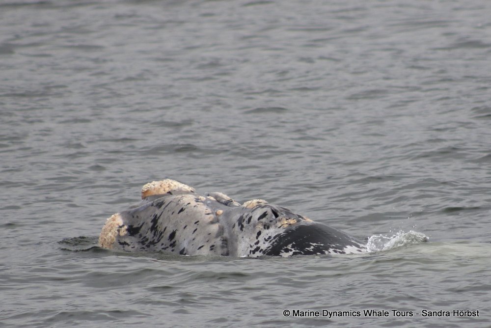 Southern right whale, whale watching, gansbaai, south africa,