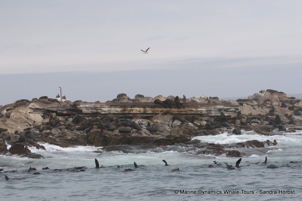 cape fur seal, whale watching, gansbaai, south africa