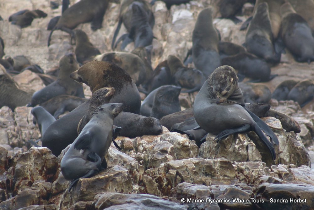 cape fur seal, whale watching, gansbaai, south africa