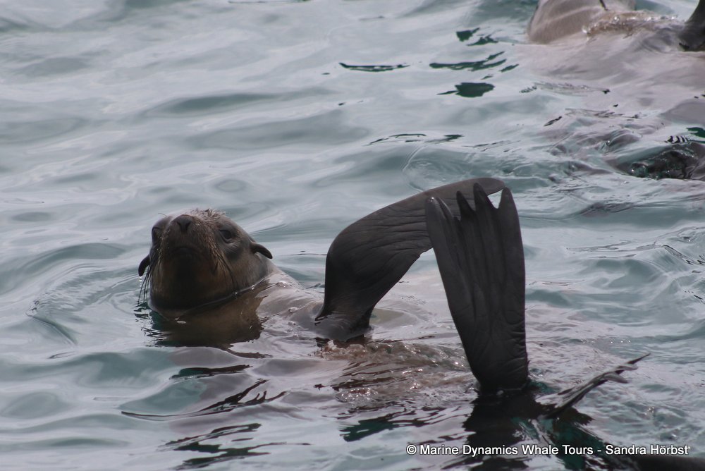 cape fur seal, whale watching, gansbaai, south africa