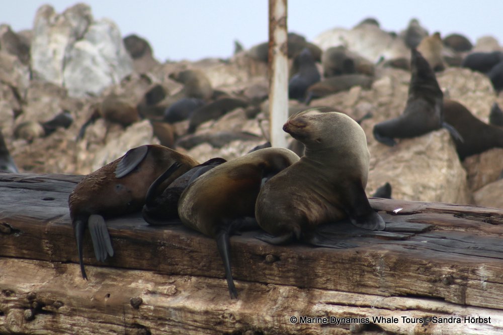 cape fur seal, whale watching, gansbaai, south africa