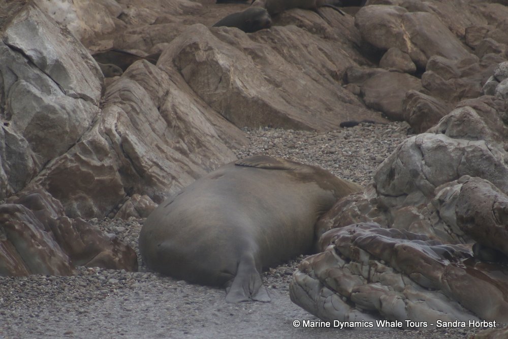 elephant seal, whale watching, gansbaai, south africa