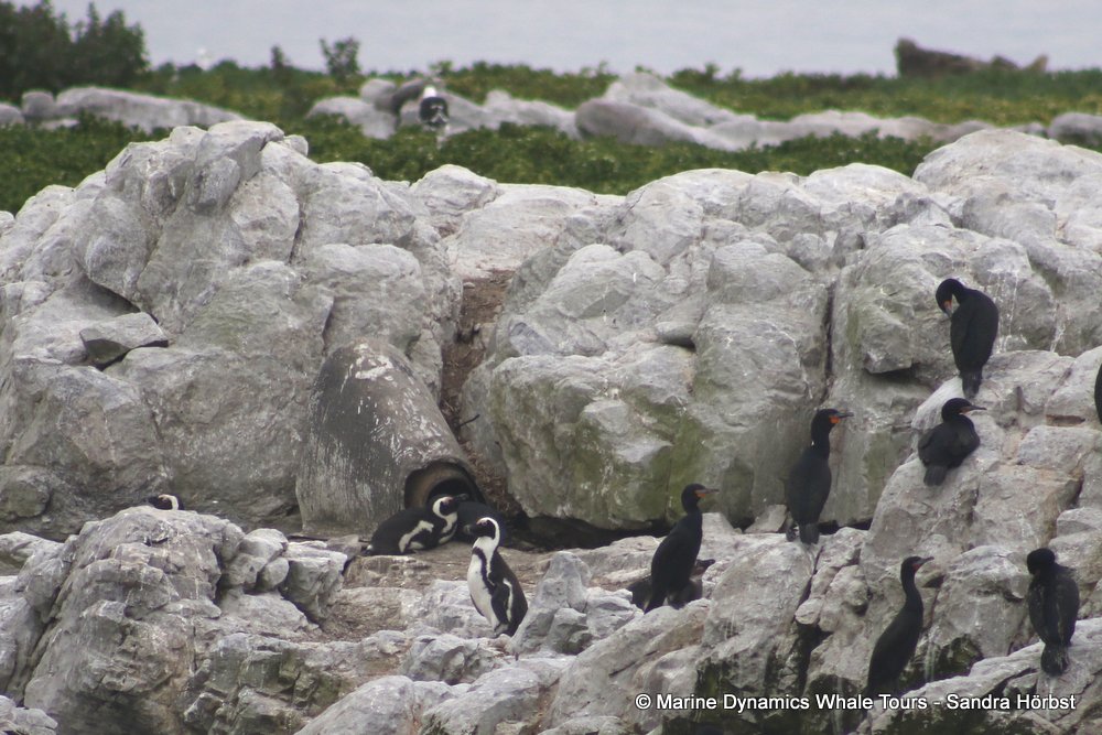 penguins, whale watching, gansbaai, south africa,