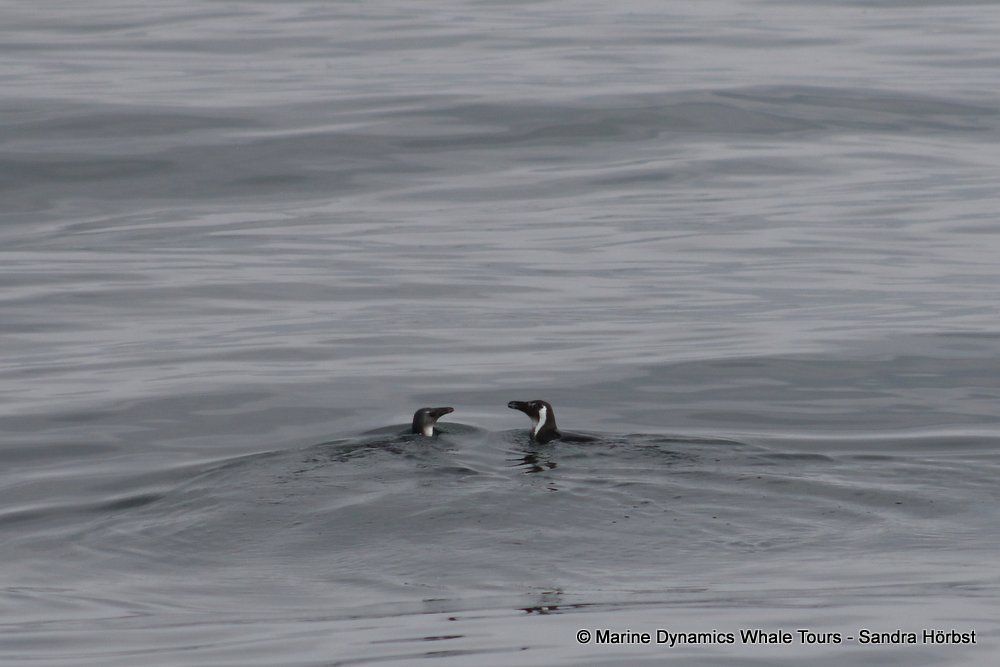penguins, whale watching, gansbaai, south africa,