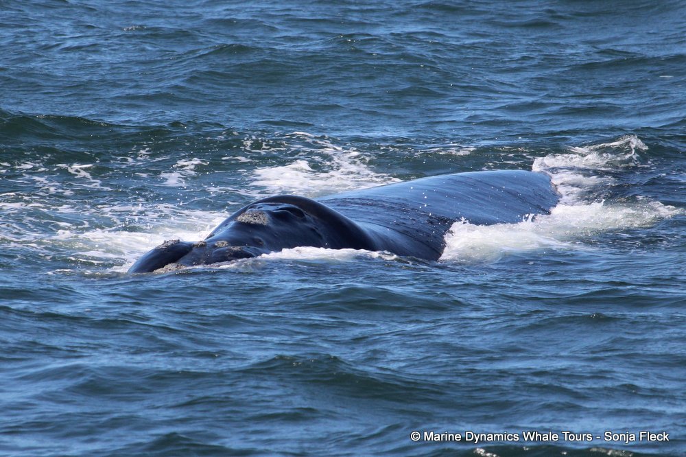 Southern right whale, whale watching, gansbaai, south africa,