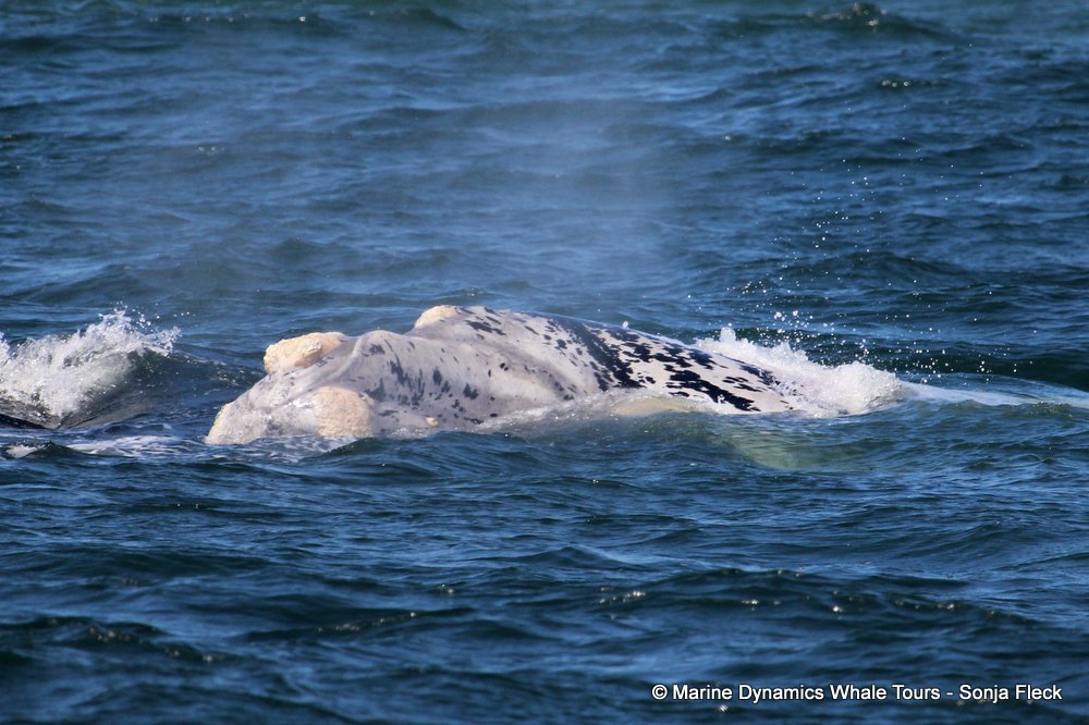 Southern right whale, whale watching, gansbaai, south africa,