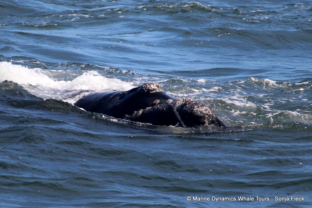Southern right whale, whale watching, gansbaai, south africa,