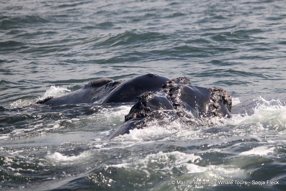 Southern right whale, whale watching, gansbaai, south africa,