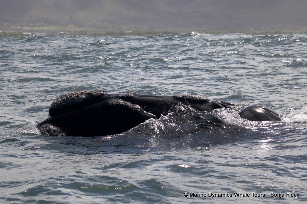 Southern right whale, whale watching, gansbaai, south africa,